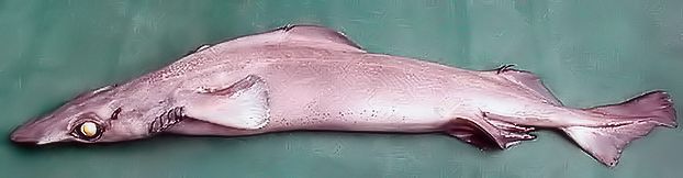 Deania hystricosa_09.jpg